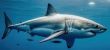 A Great White Shark